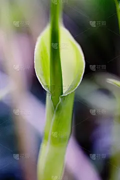 着百威。