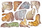 shapes by scrii