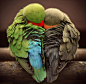 相依相偎，不离不弃。这一对是牡丹鹦鹉，一只是绿桃，一只是金顶，也叫做爱情鸟。
