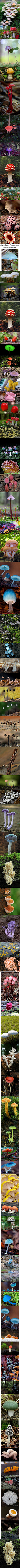  植物 蘑菇 风光 大自然的美景  