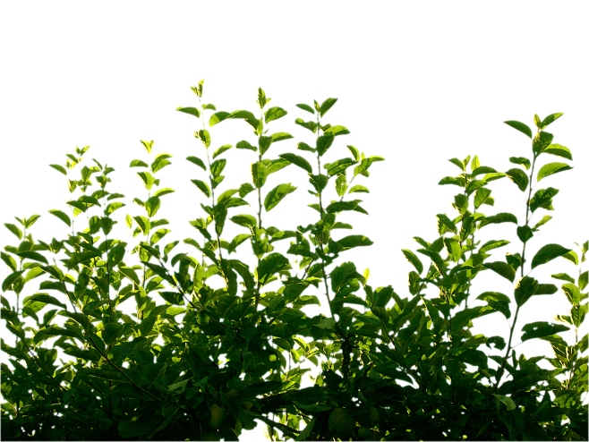 green_leaf_by_cindys...