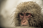 Snow Monkeys Nagano Japan on Behance