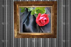 以红玫瑰为背景的框架