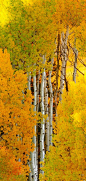 Autumn aspens in Crested Butte, Colorado • photo: Wayne Boland on Flickr