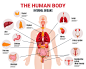 人类内部器官信息图表海报封面大图