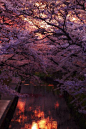 Cherry Blossom River, Kyoto, Japan  photo via katrin #美景# #摄影师#