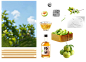 青梅酒