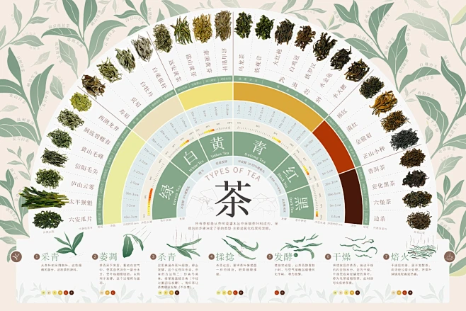 茶叶分类-花瓣网