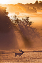 A walk in the park ~ By Mark Bridger