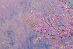粉色的花送给甜蜜的情人