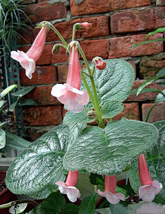 xiaobinpian采集到花－草－植物