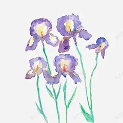 手绘鸢尾高清素材 手绘 水墨画 花朵 鸢尾 鸢尾花 免抠png 设计图片 免费下载
