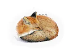 彩铅手绘——小狐狸-菜菜小白_ZXS_彩铅画,彩铅,彩铅动物,手绘,绘画,原创,插画,手绘小狐狸,手绘动物,小清新,写实,菜菜小白,文艺_涂鸦王国插画