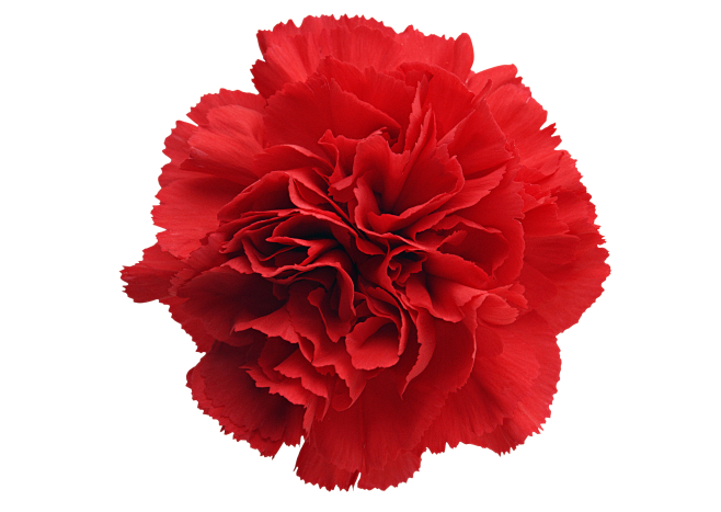 红色花朵PNG