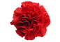 红色花朵PNG_素材——花朵类 _鲜花素材采下来 #率叶插件，让花瓣网更好用#