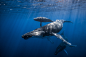 Humpback whale!www.underwater-landscape.com : This is a portfolio of Humpback whale shoot.All the photo are take around Réunion island Coast in free diving.Other shoot on my website www.rup.re