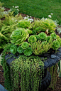 Urn with hens and chicks and string of pearls hanging over edge