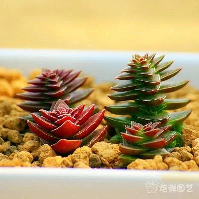 多肉植物 盆栽花卉 肉肉植物 茜之塔 办...