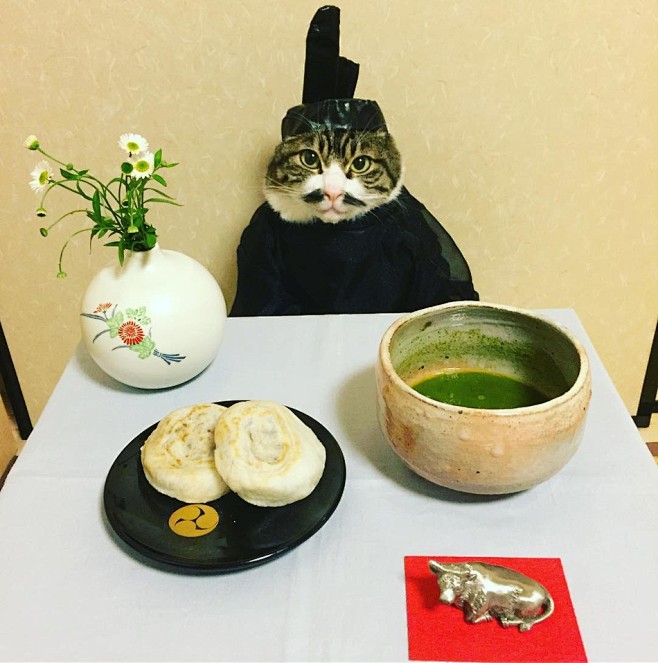 呆萌喵星人淡定面对美食 喵届cospla...