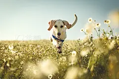 A dog running and jumping