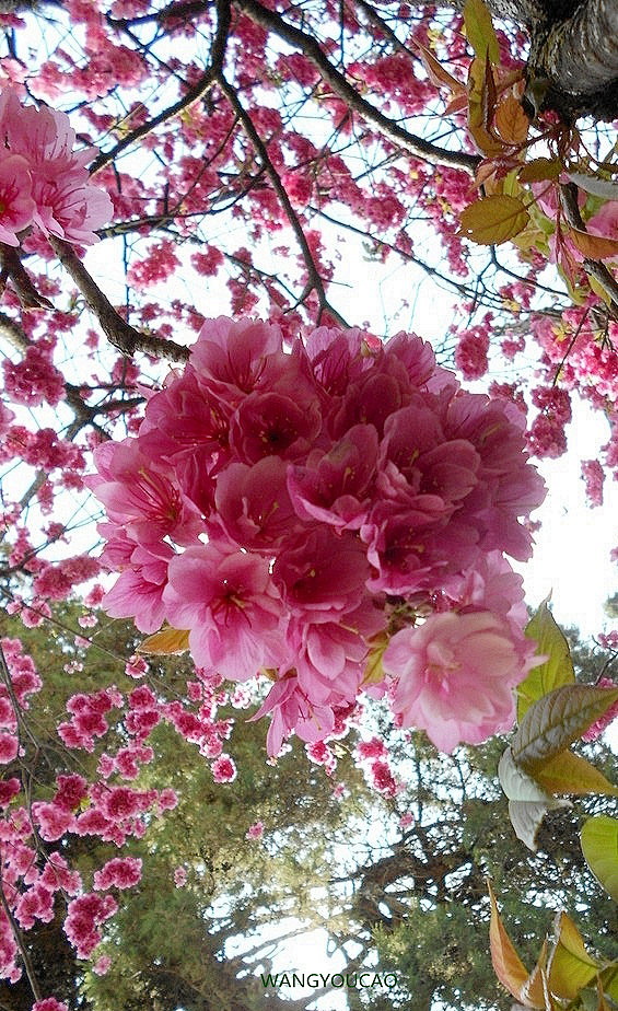 樱花