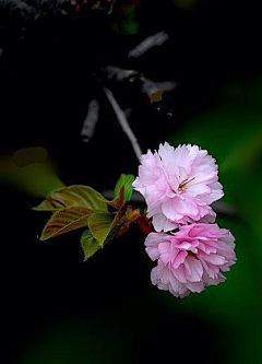 烟雨兰花采集到花