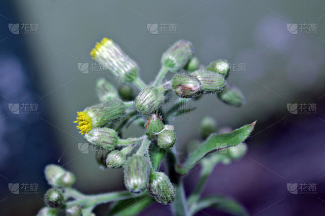 叶子,小的,自然美,自然,水平画幅,无人...