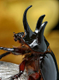 Strategus antaeus - Little Rhino Beetle: 