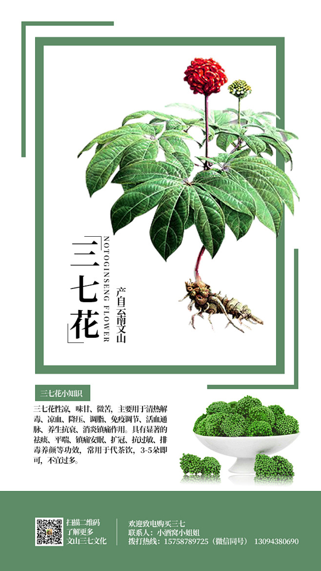 三七花宣传海报