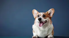 小狗高清奔跑乖巧表情调皮可爱活泼狗狗