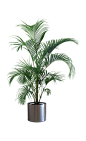 植物、盆栽、盆景png<a class="text-meta meta-mention" href="/xief/">@没有故事的七月</a>