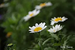 白晶菊