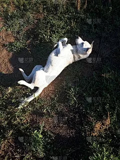 白色顽皮的小狗在地上打滚，享受夏天的阳光