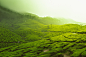 Photo by Vivek Kumar on Unsplash : During my last trip across Kerala, India I came across this place amidst the tea gardens of Munnar. The place looked surreal filled with lushness of greenery. The little drizzle added to the beauty of the location. The r