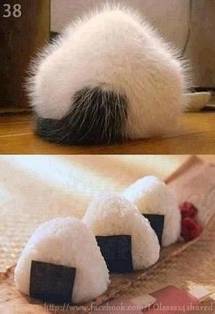 cat 中身はカツオ、かな？: 