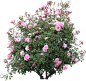 花卉素材 (77)