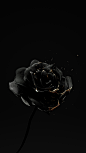 Roses Are Dead – Vol. 4 “Black and Gold” : 3d renders in black and gold materials. Bleeding heart, oozing skull, and a lackluster rose. Created in Cinema 4D, rendered in Octane. Designed by Matthew Encina.