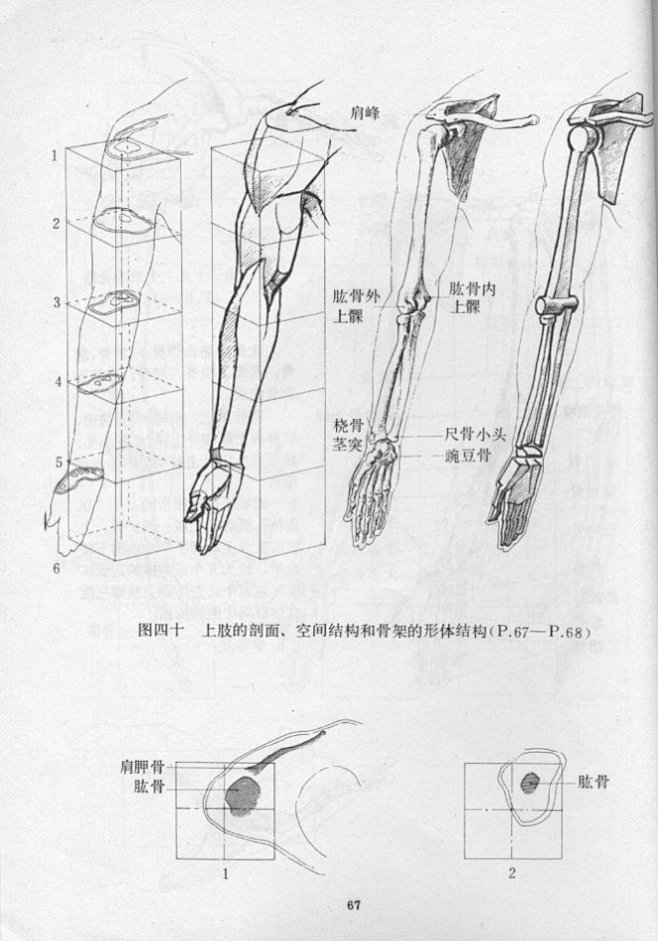 [转载]艺用人体结构运动学（第2部分）_...