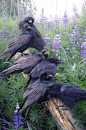 Crows Ravens:  "#Raven Rendezvous," by Shane Lamb.: 