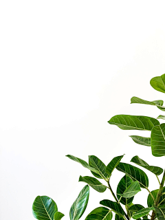Kassen采集到植物