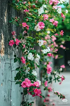 花草集 - 高清图片，堆糖，美图壁纸兴趣社区