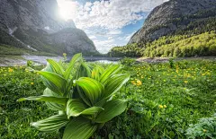 General 1600x1032 photography nature landscape spring mountains wildflowers sunset river Alps forest Austria