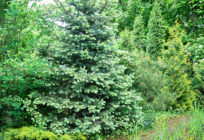 景观园林中的青云杉，枝上嫩芽。蓝云杉以伞松(Pinus densiflora Umbraculife