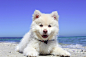 海滩, 小狗, 狗, Finnishlapphund, 动物, 夏天, 搞笑, 乐趣, 海, 宠物, 快乐
