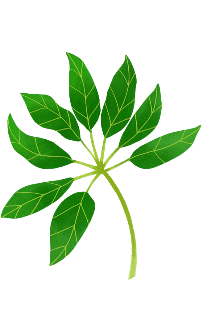 叶子png 植物花卉