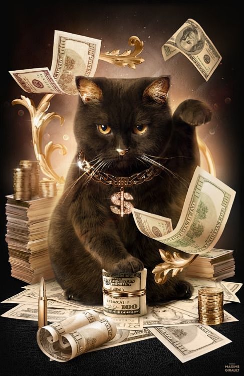 钞票,黑猫,钱 #喵星人# #萌#