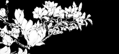 餓瘋の兎孒采集到植物