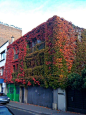 Ivy covered building in Paris...looks so much prettier!