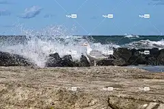 鸟 鸥 海 喷 4K壁纸1920X1080 波浪 风暴 自由背景