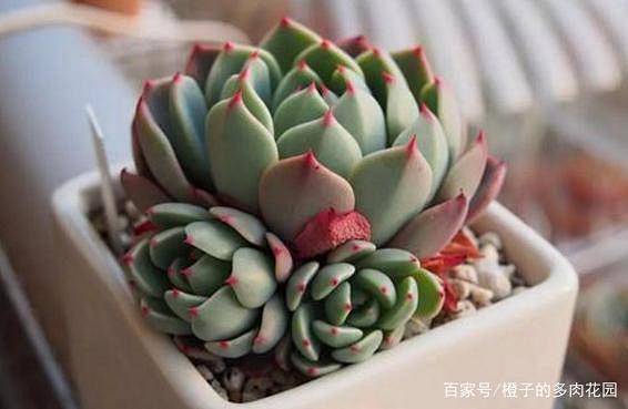  七福美尼：七福美尼是景天科拟石莲花属多...